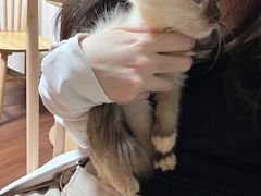 -楼上猫咖(罗湖店)