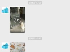 -宠物之家Pets Home 宠物寄养酒店