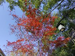 -杭州半山国家森林公园