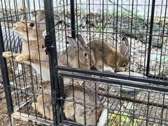 -马陆小张葡萄园农家乐