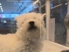 -翊宠yipet猫狗购宠庄园