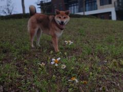 -博特宠物医院24h犬猫全科.骨科·异宠