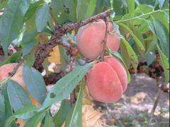 -南汇水蜜桃采摘(大团店)