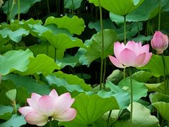 -荔湾湖公园