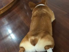 -佳百利宠物(荣乐中路115弄小区店)