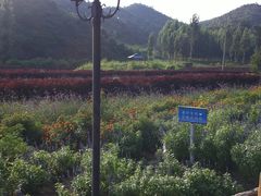 -紫海香堤香草艺术庄园