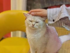 -猫色咖啡·猫咖