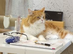 -喵园·猫主题咖啡厅·撸猫·猫咖(国贸店)