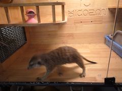 -平行世界·猫咖(首经贸店)