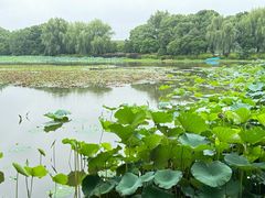 -荷塘月色湿地公园·向阳花洲