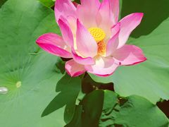-莲花池公园