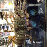 少女心。青龙需要提前预约，现在是68元一只