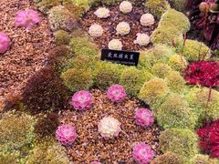 -中国科学院西双版纳热带植物园