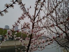 -桃花堤公园