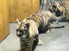 -大连森林动物园