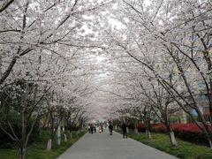 -高东镇樱花园