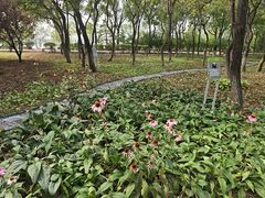 -绿堤公园