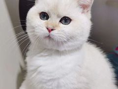 -东方名猫馆·英短金渐层布偶猫舍(环线广场1号楼店)