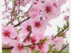 -洨河生态公园