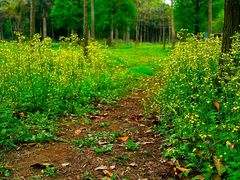 -南宁良凤江国家森林公园