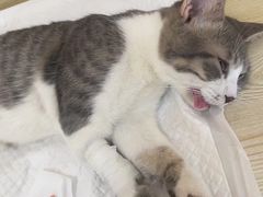 -乐派堂宠物医院·猫友好· 心脏科(东街店)
