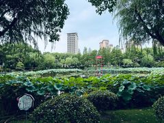 -陈家山荷花公园