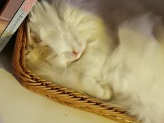 -平行世界·猫咖(首经贸店)