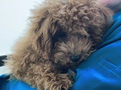 -安安宠医·安宠宠物医院