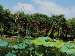 -同銮特种养殖场·龙虾垂钓