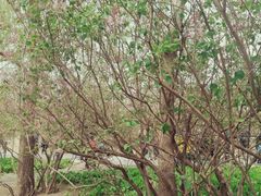 -群力丁香公园