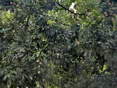 -黄埔荔枝公园