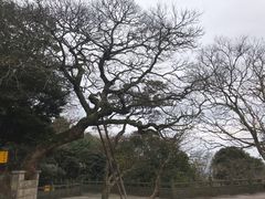 -普陀山风景区-佛顶山