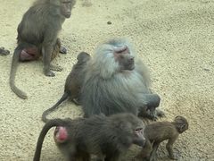 -杭州野生动物世界