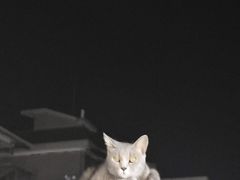 -猫岛主趣味餐厅(鼓浪屿店)