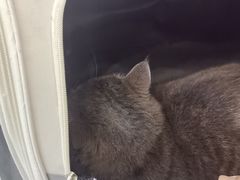 -瑞鹏宠物医院·微创内窥镜·骨外科·牙科(翠竹分院)