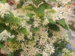 -双季花艺园艺市场(浦东店)