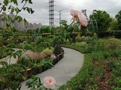 -金银湖国家城市湿地公园