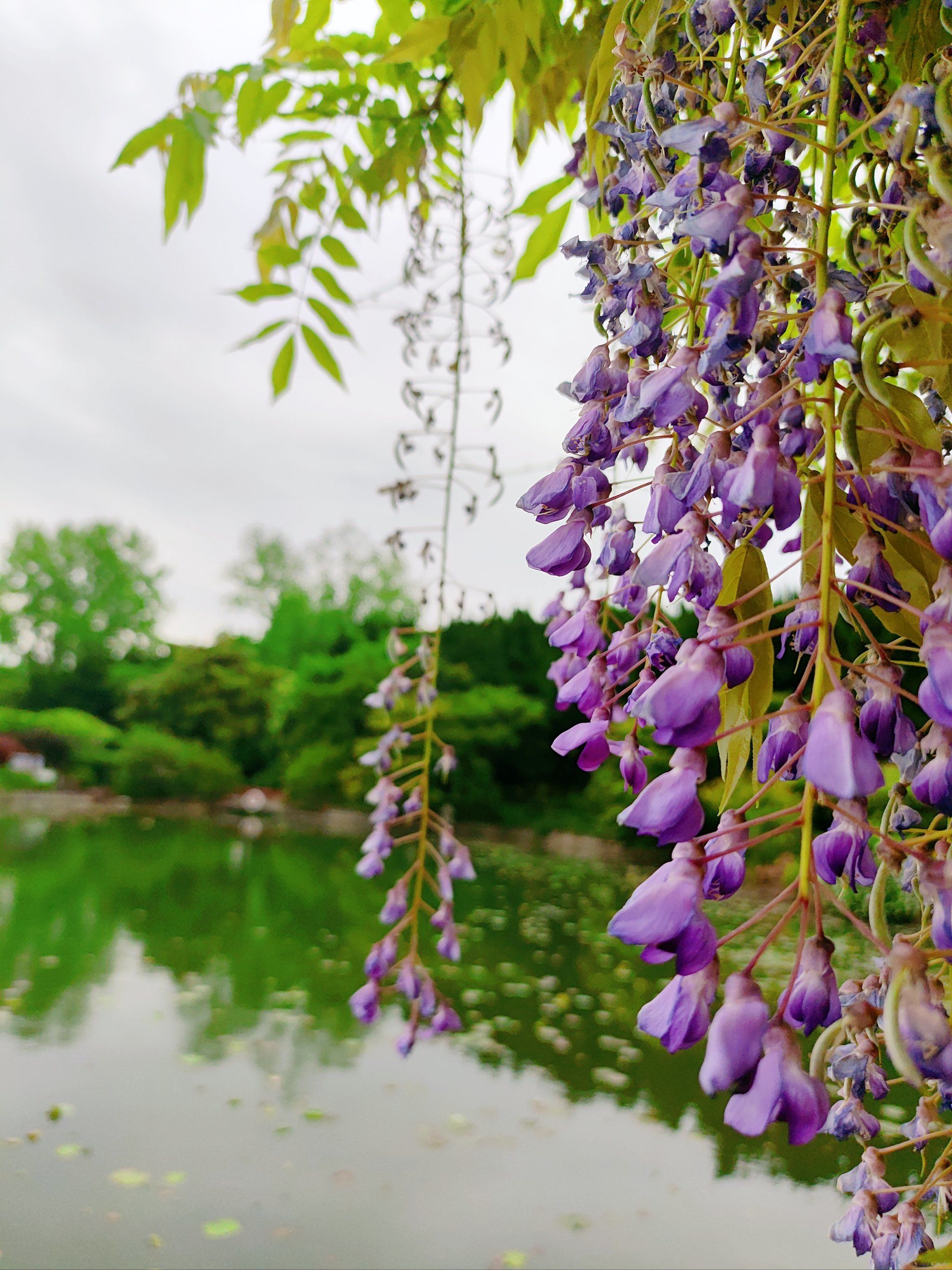 紫藤花开一串串!
