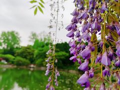 -嘉定紫藤园