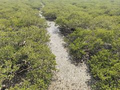 -北海金海湾红树林生态旅游区