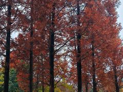 -白鹭湾湿地公园