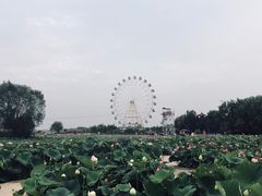 -白洋淀景区