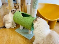 -有喵·猫咖·狗咖·30几只猫10只小狗(岗厦店)