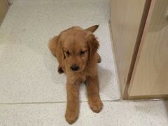 -宠颐生动物医院·心脏科·保险定点(锦阳分院)