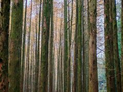 -山王坪喀斯特国家生态公园