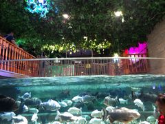 -成都浩海立方海洋公园