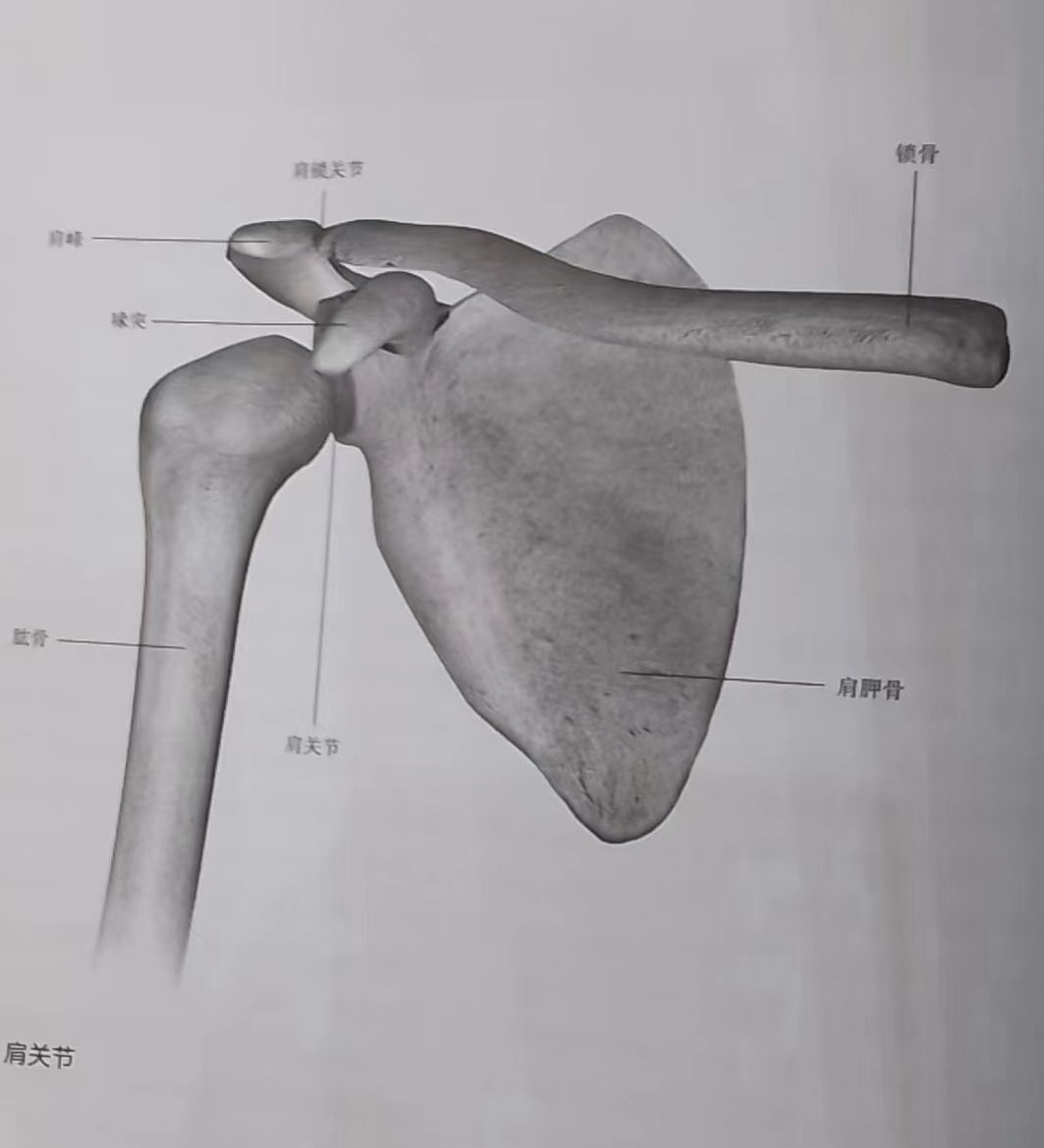 冈上肌冈下肌图片