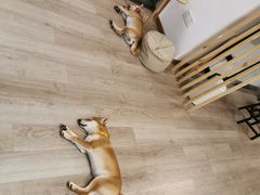 -柴迷FANS CLUB·柴犬狗咖·猫咖