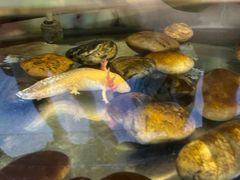 -上海大自然野生昆虫馆(东方明珠·爬宠昆虫探索中心)