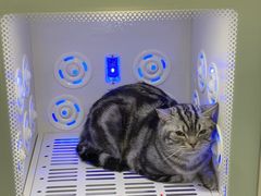 -喵zoo家庭繁育猫舍(尖东智能花园店)